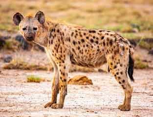 Hyena