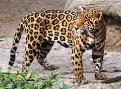 Jaguar