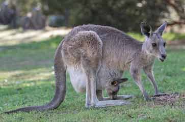 Kangaroo