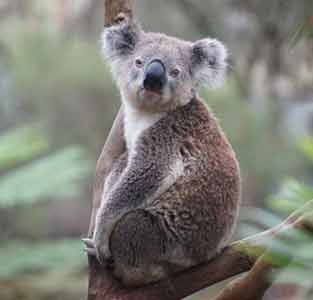 Koala