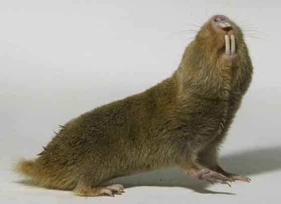Mole Rat