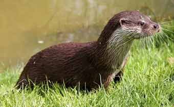 Otter