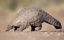 Pangolin