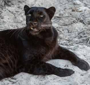 Panther