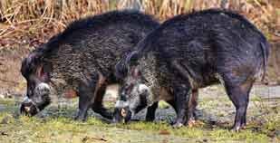 Wild Boar