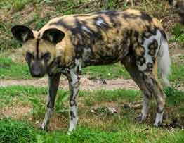 Wild Dog