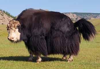 Yak