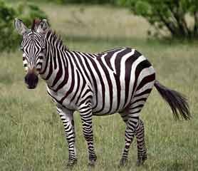 Zebra