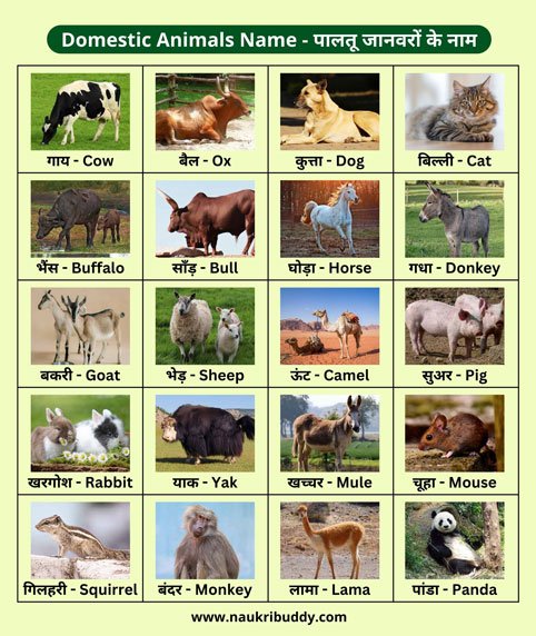 20 पालतू जानवरों के नाम | 20 Domestic Animals Name in Hindi and English