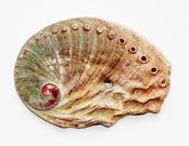 Abalone