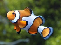 Clownfish