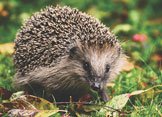 Hedgehog