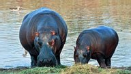 Hippopotamus