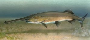 Paddlefish