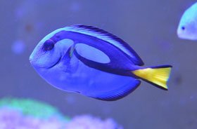 Paracanthurus