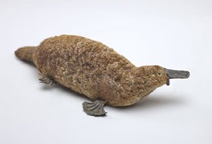 Platypus