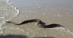 Sea snake