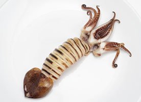 Squid