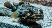 Toadfish