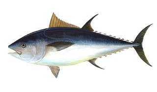 Tuna
