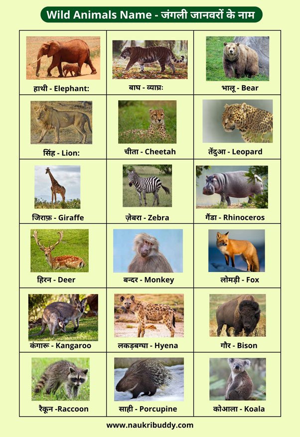 50 Wild Animals Name in Hindi and English with Picture