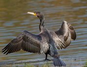 Cormorant