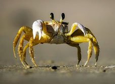 Crab