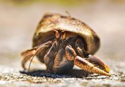 Hermit Crab