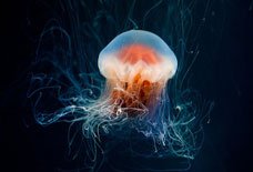 Jellyfish