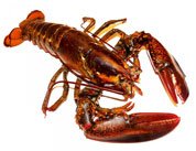 Lobster