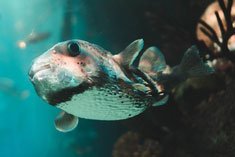 Porcupine Fish