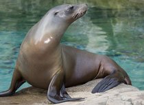 Sea Lion