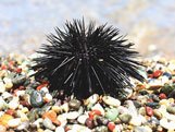 Sea Urchin