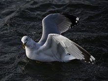 Seagull