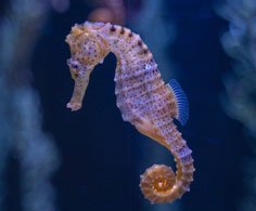 Seahorse