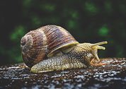 Snail